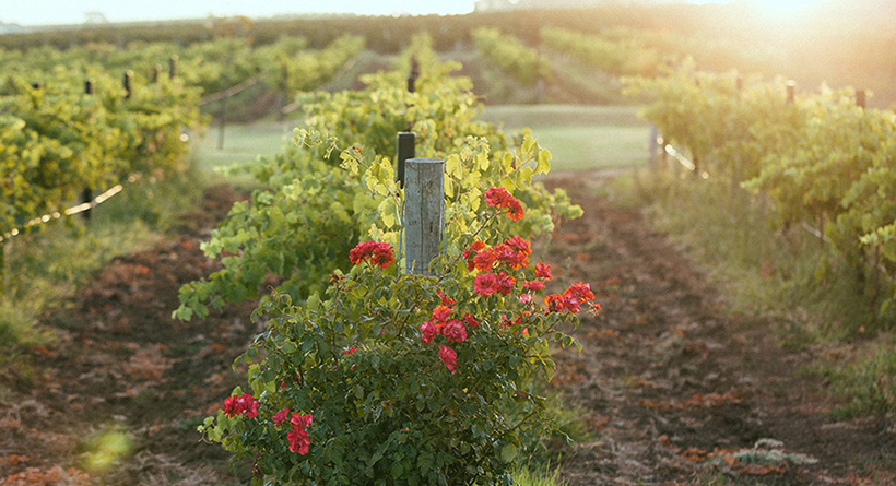 Warboys roses at Angove Family Winemakers